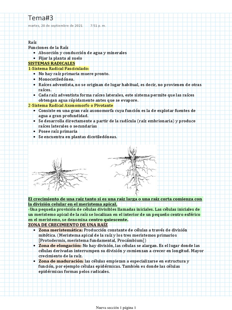 Sistemas Radiculares y Meristemos en Raíces | PDF | Raíz | Anatomía