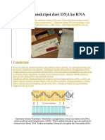 Langkah Transkripsi Dari DNA Ke RNA
