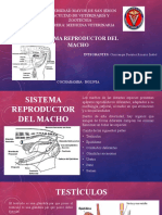 Presentación Sistema Reproductor Del Macho