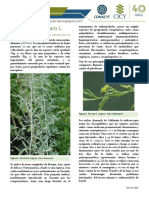 06 Artemisia Vulgaris PlantasBG