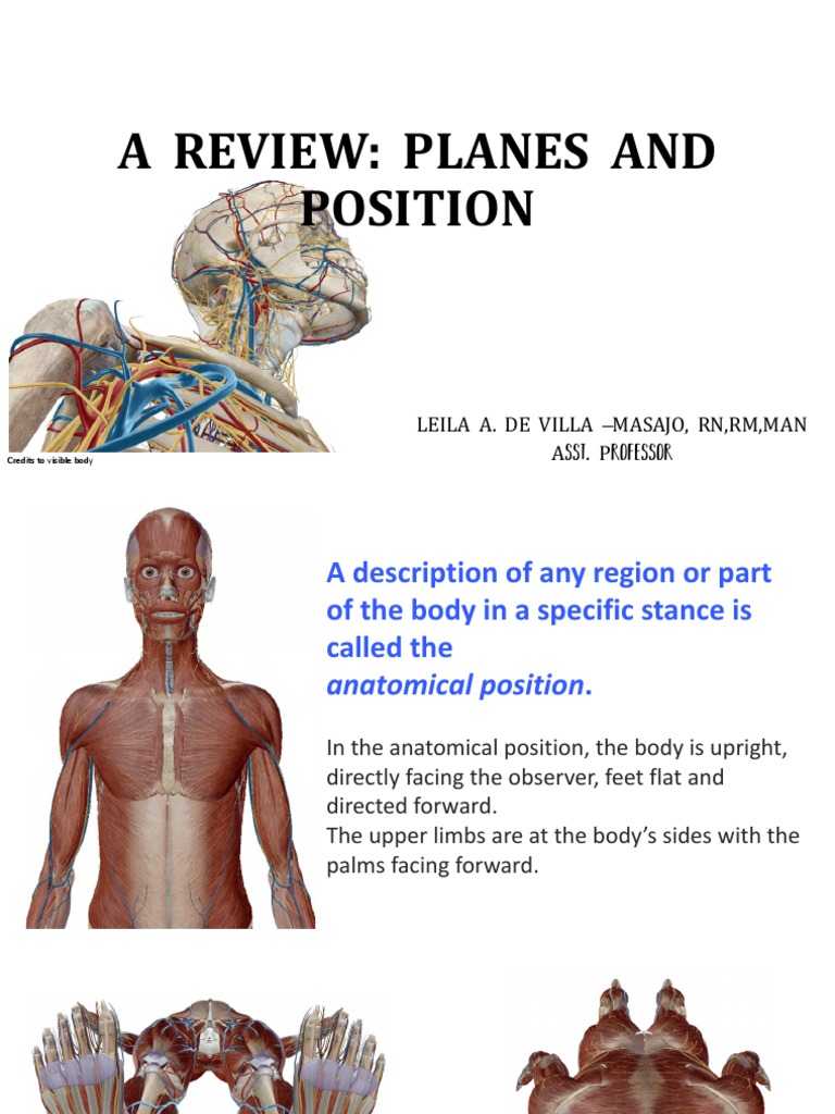 Understanding Anatomical Positions and Planes | PDF