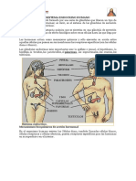 Sistema endocrino humano: glándulas y mecanismos de acción hormonal