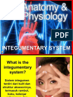 1 Anatomy-Integumentary-System