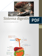 Sistema Digestivo-1