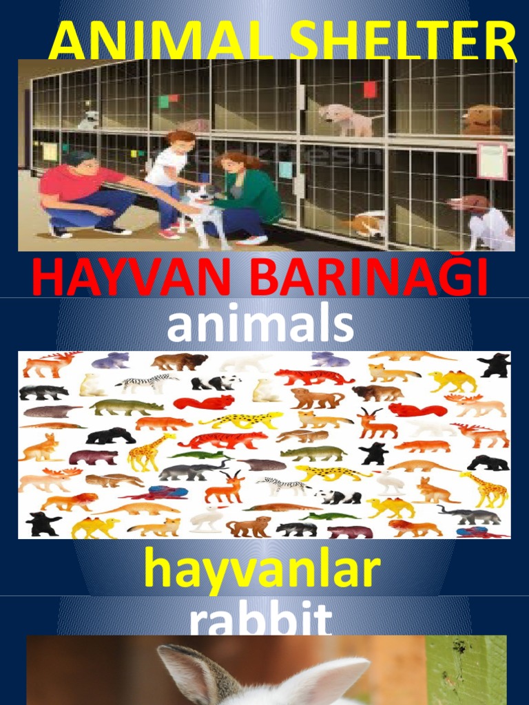 5 9 Animal Shelter Vocabulary (Özgün) PDF