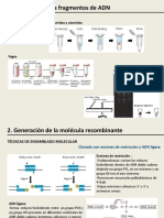 Teórico N5 TECNOLOGÍA DEL ADN RECOMBINANTE Segunda Parte