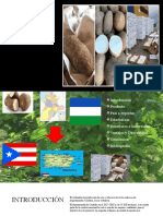 Exportación de Ñame A Puerto Rico-1