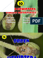 Clasificación de chinches (Hemiptera