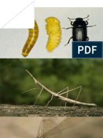 Los insectos 2 - 9 - 2021