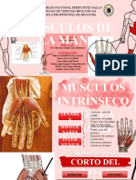 Musculos de La Mano