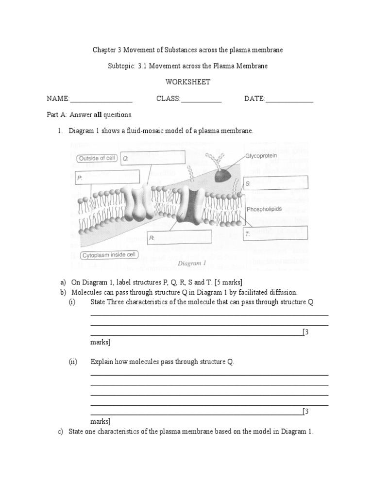 Worksheet Part 2 Plasma Membrane | PDF | Cell Membrane | Biotechnology