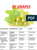 Pests of Grape