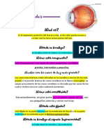 La Coroides: Estructura, Función y Características del Segmento Posterior del Tracto Uveal