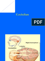 Cerebellum controls movement coordination