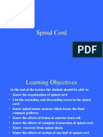 Spinal Cord