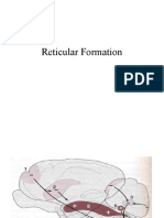 Reticular Formation