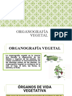 Organografía Vegetal