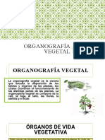 Organografía vegetal: órganos de vida vegetativa y reproducción