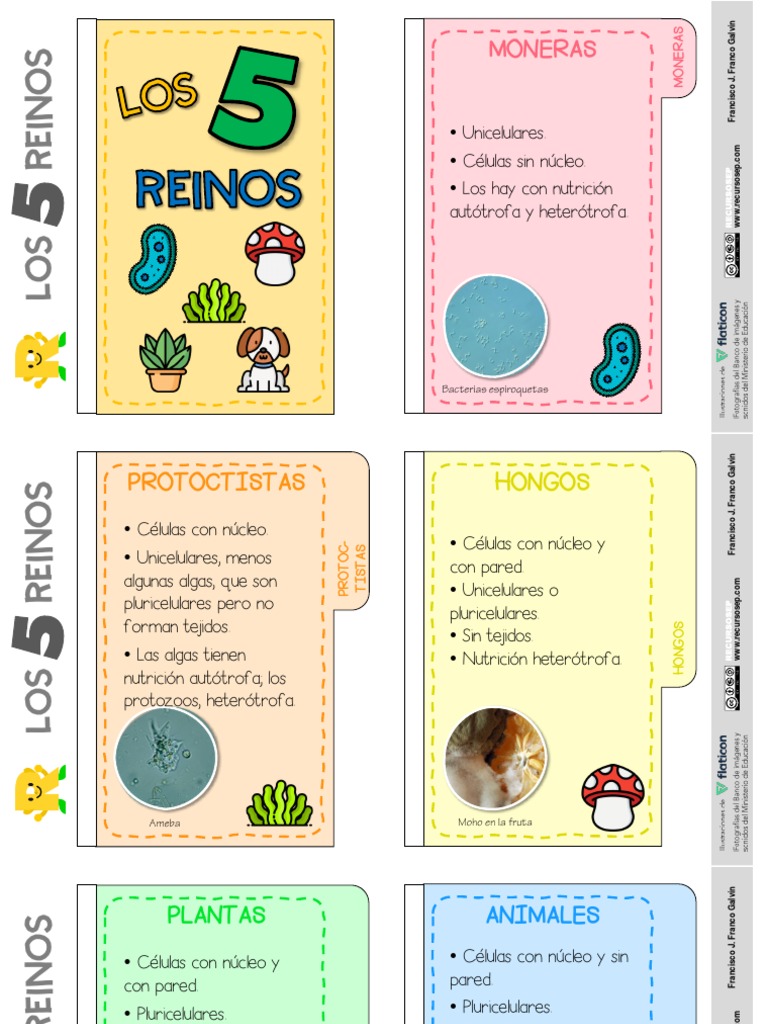 Los 5 Reinos de la Naturaleza | PDF | Biología | Organismos