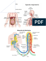 Aparato Digestivo y Respiratorio y Proseso de Nutrision