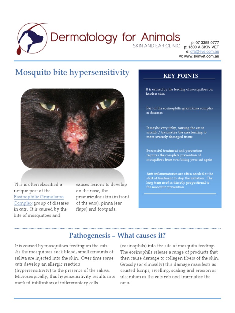 Mosquito Bite Hypersensitivity | PDF | Mosquito | Inflammation