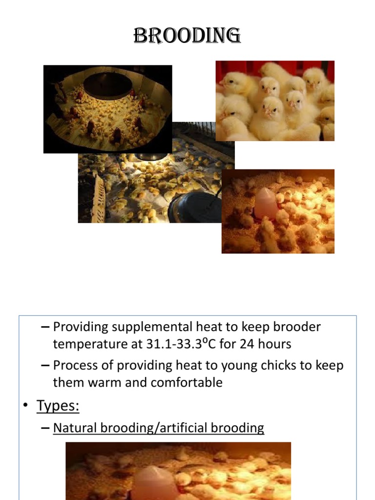 Brooding | PDF | Birds | Poultry Farming