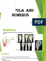 Scapula and Humerus