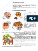 El Cerebro - Organización y Función