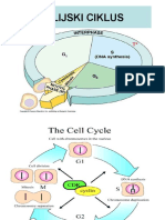 Ciklus Celije