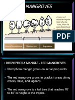 Types of Mangroves123