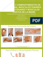 10-07 Fascia y Compartimentos de La Palma, Músculos Tenares e Hipotenares y Músculos Cortos de La Mano