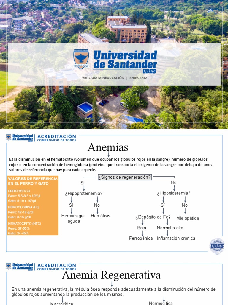 Tipos y causas de anemias en animales | PDF | Anemia | Glóbulo rojo