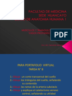 Cu.2 Músculos y Triángulos Del Cuello - Caceres Matos Felix Enrique