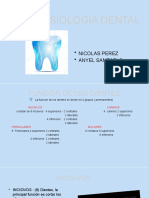Fisiología dental: funciones y anatomía