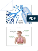 Respiratory System