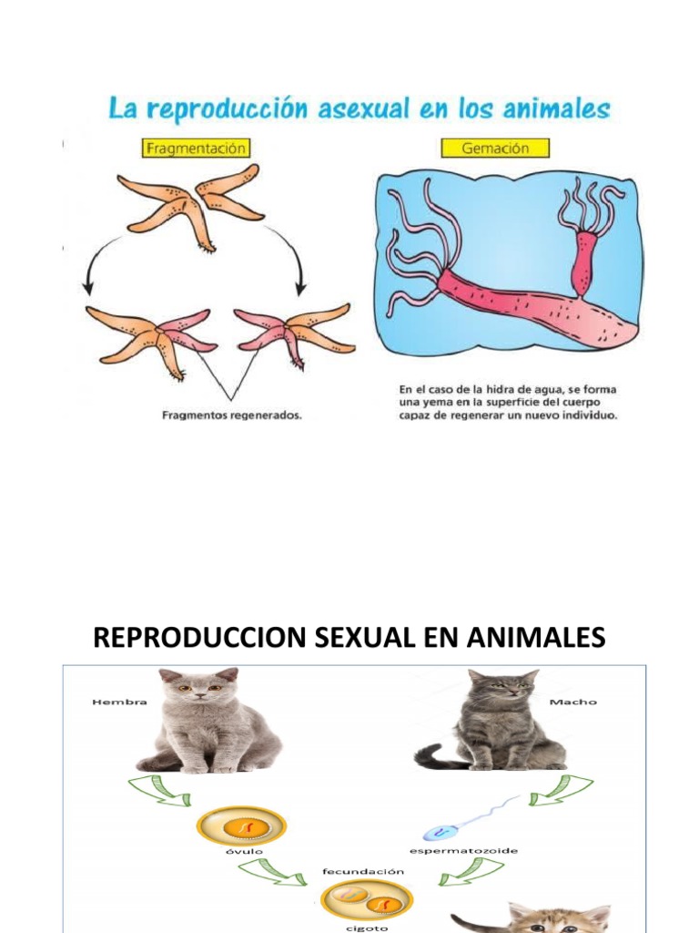 Reproducción Sexual En Animales N° 765: REPRODUCCIÓN ASEXUAL Y