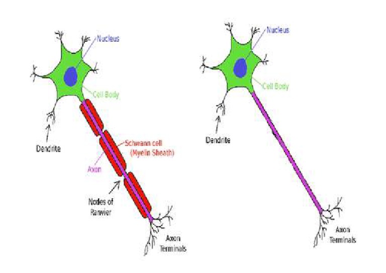 Difference Between Myelinated and Unmyelinated Axons 1 PDF