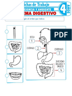 El Sistema Digestivo para Ninos de 4 Anos