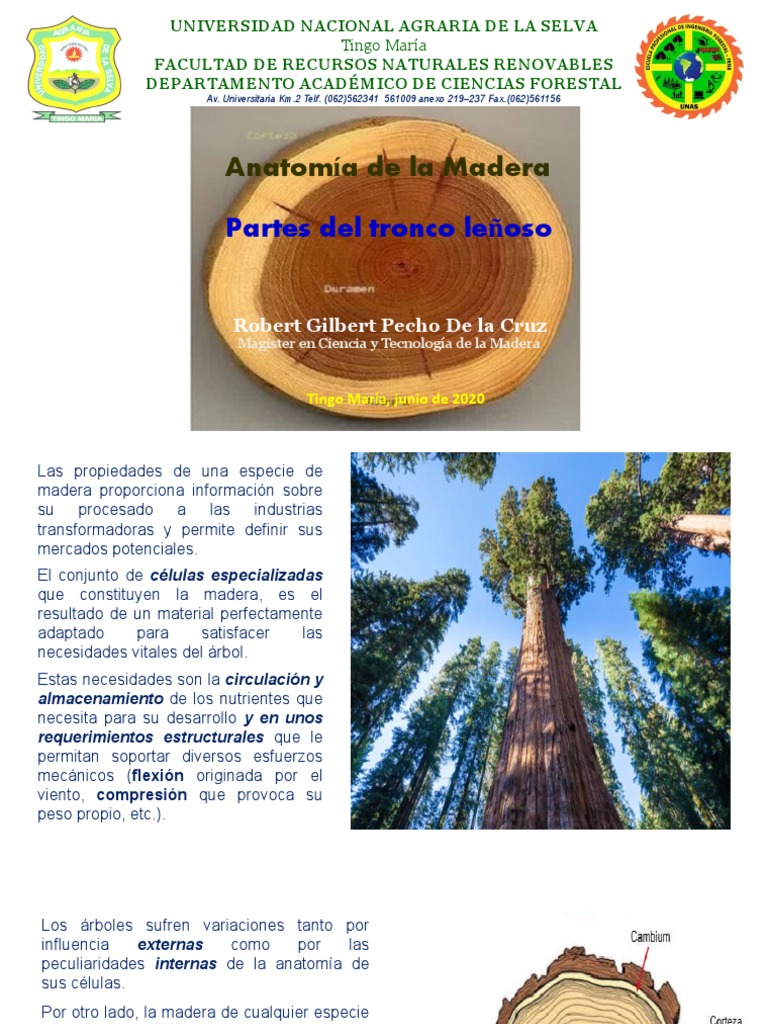 Image Result For El Tronco Del Rbol Estructura Y Partes Gua De Arbolado