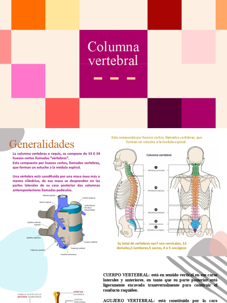 Estructura y partes de la columna vertebral | PDF | Vértebra | La ...