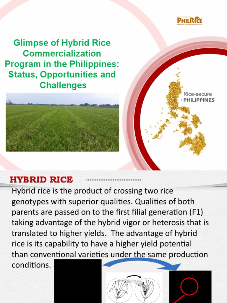 Hybrid Rice Commercialization in the Philippines | PDF | Rice | Agriculture