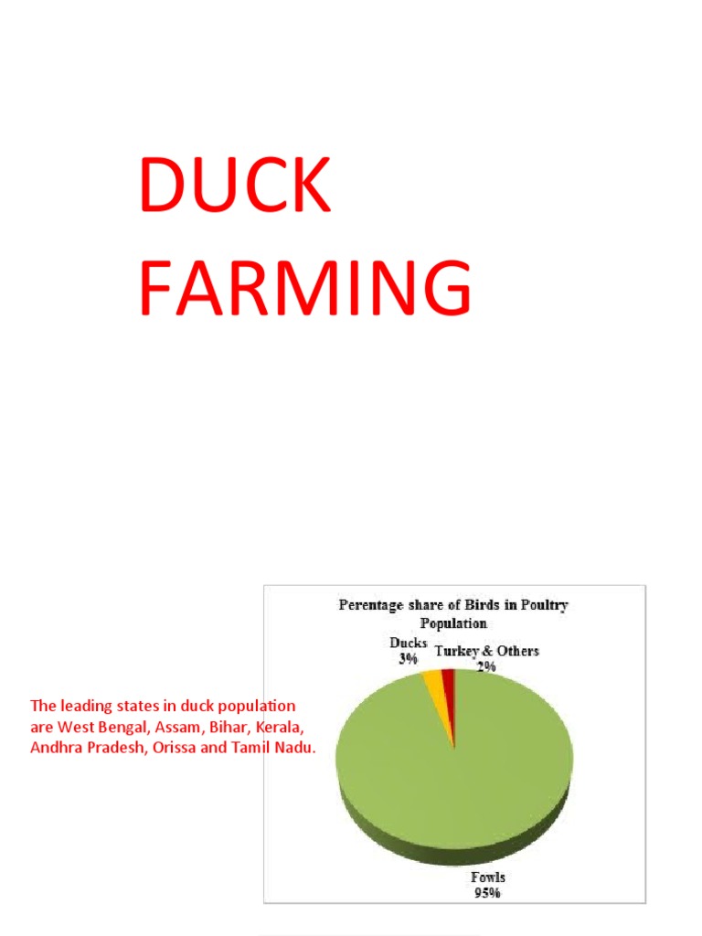 Leading States in Duck Farming | PDF | Duck