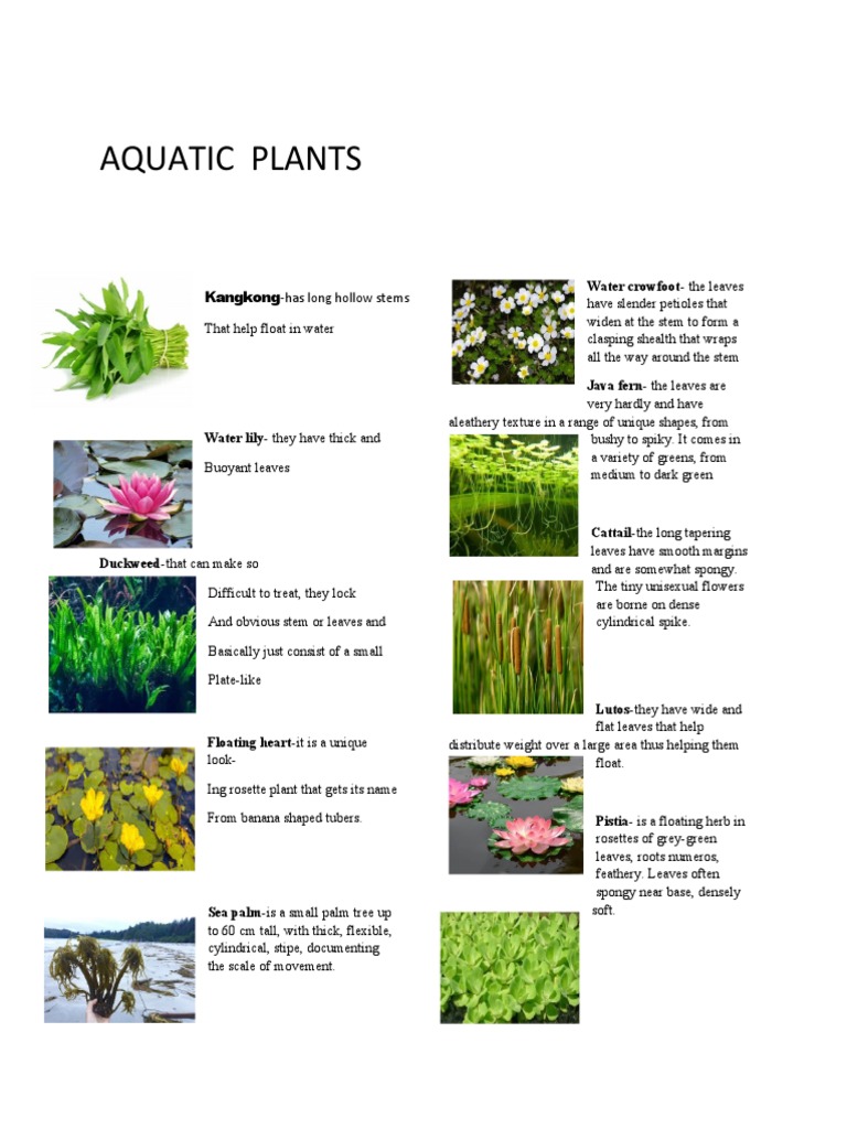 aquatic plants with their names