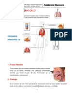 sistema respiratorio_docx