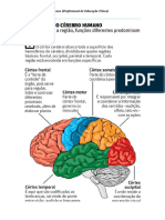 Anatomia Cerebral