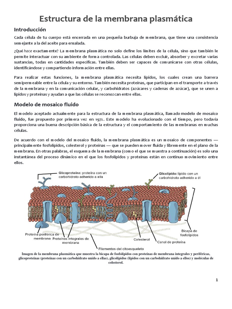 Estructura y funciones de la membrana plasmática | PDF | Membrana ...