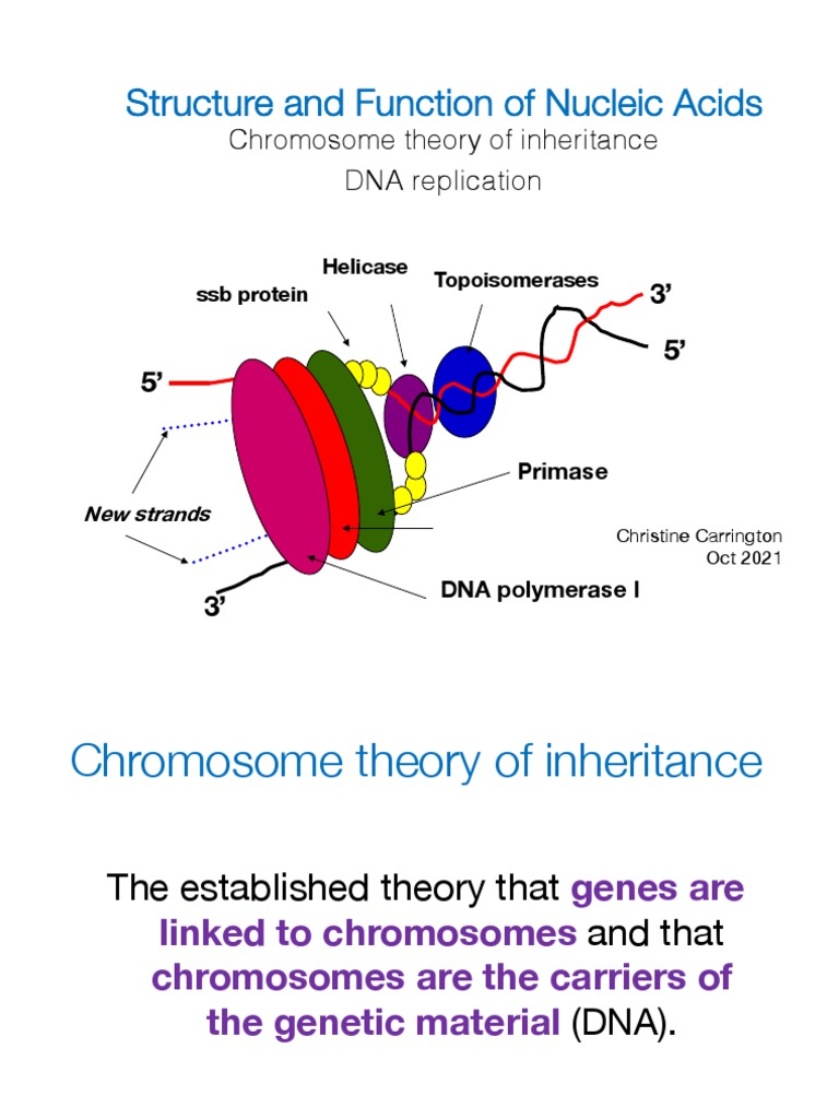 Nucleic Acids: Structure & Inheritance | PDF | Dna Replication | Dna