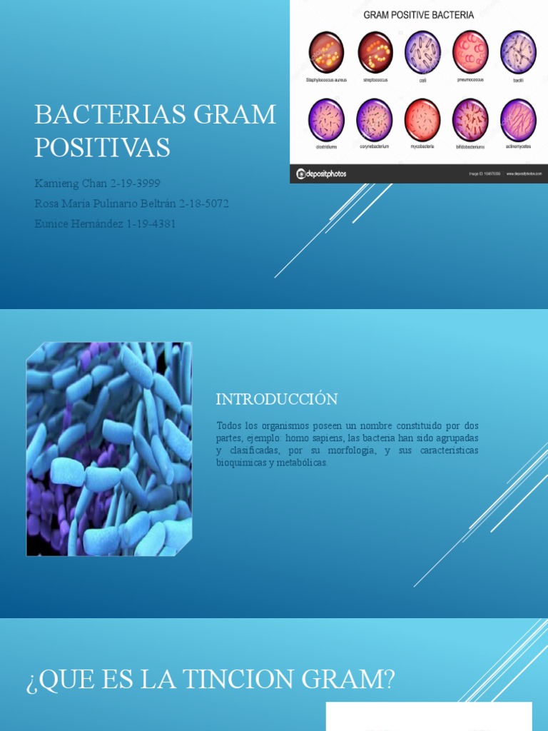 Bacterias Gram Positivas y Su Impacto | PDF | Bacterias Gram Positivas ...