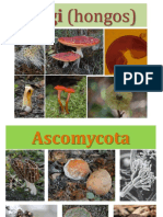 Ascomycota