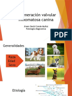 Degeneracion Valvular Mixomatosa 1